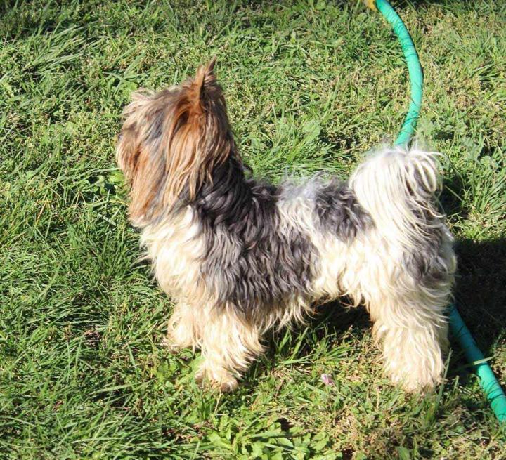 Yorkshire Biewer Breeding PACA