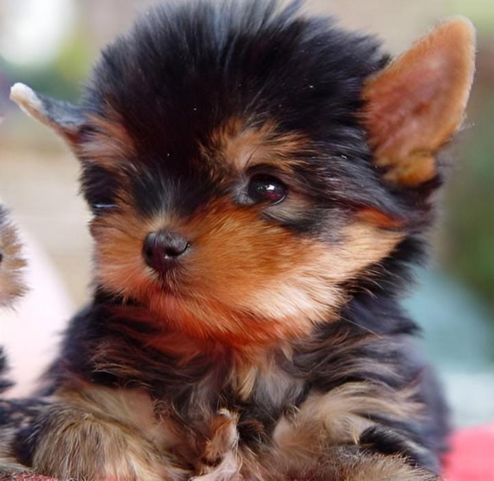 Élevage Yorkshire PACA