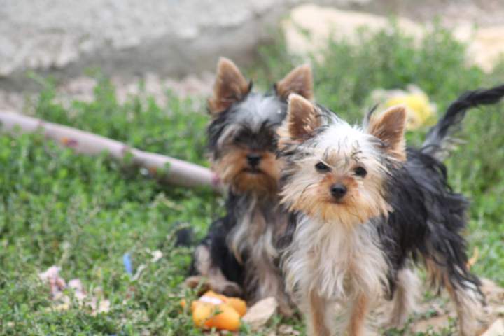 chiots avril 2015 032