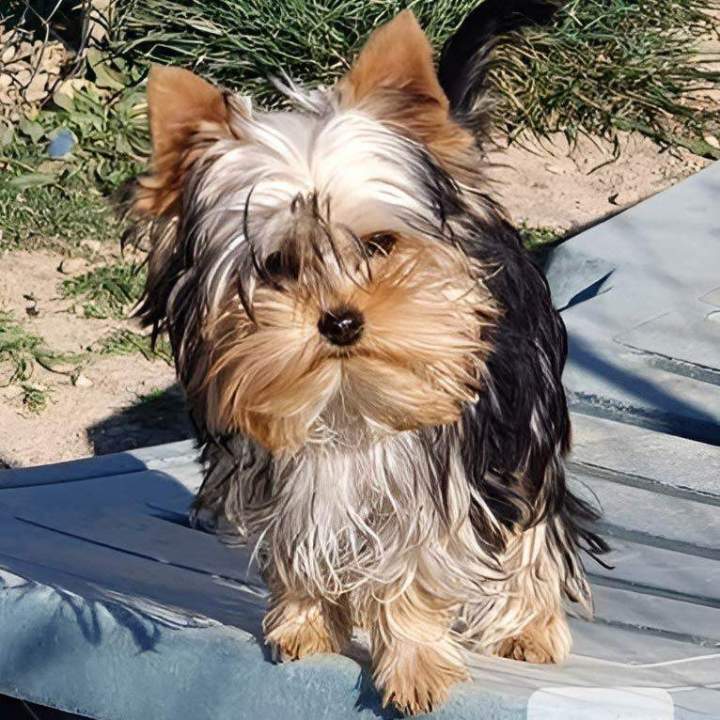 Yorkshire Breeding Var