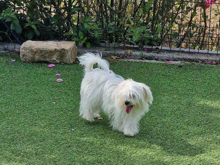 Maltese Bichon Breeding PACA