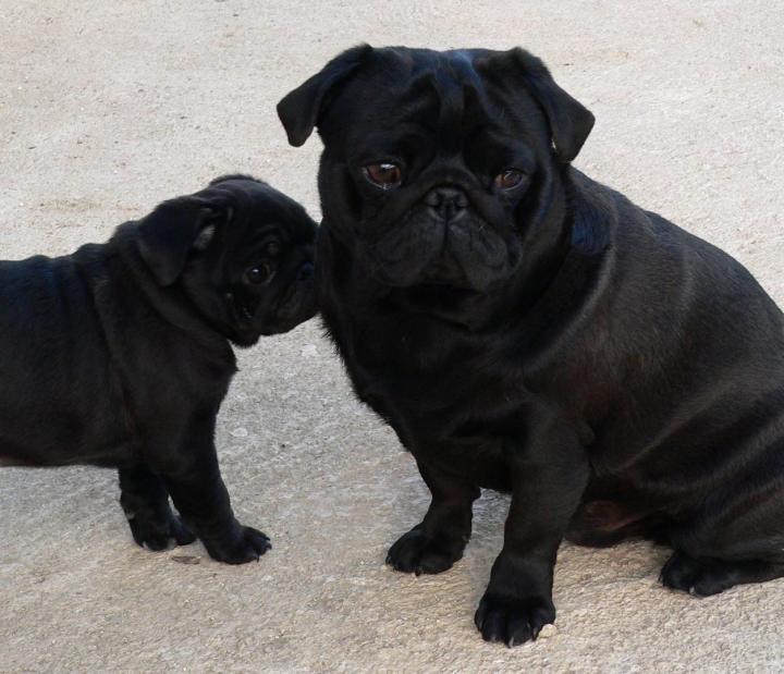 Élevage Carlins Var