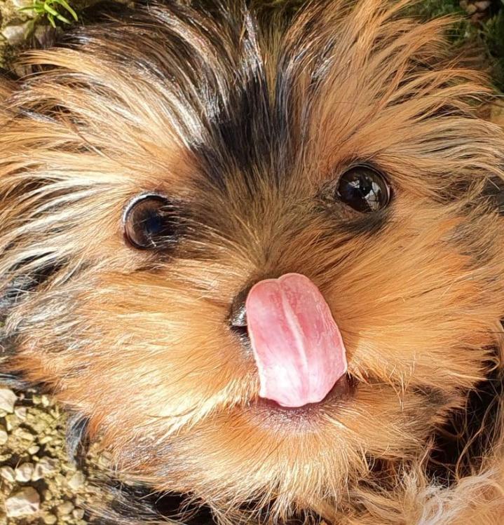 Élevage Yorkshire PACA