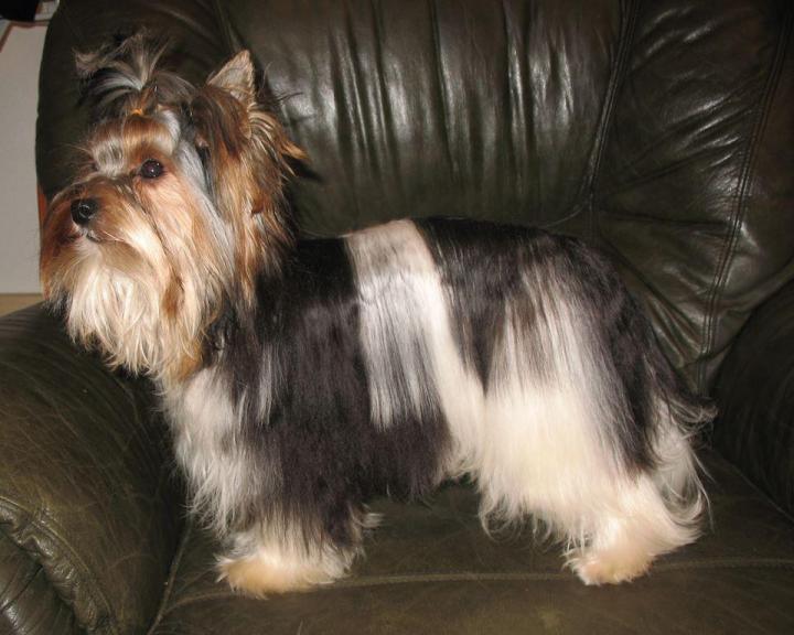 Yorkshire Biewer Breeding Var