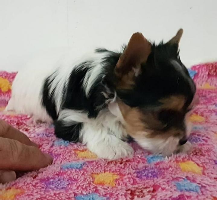 Élevage Yorkshire Biewer Var