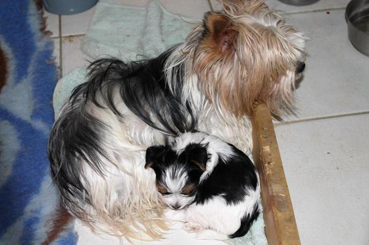 Élevage Yorkshire Biewer PACA