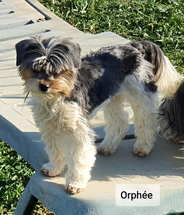 Élevage Yorkshire Biewer Var