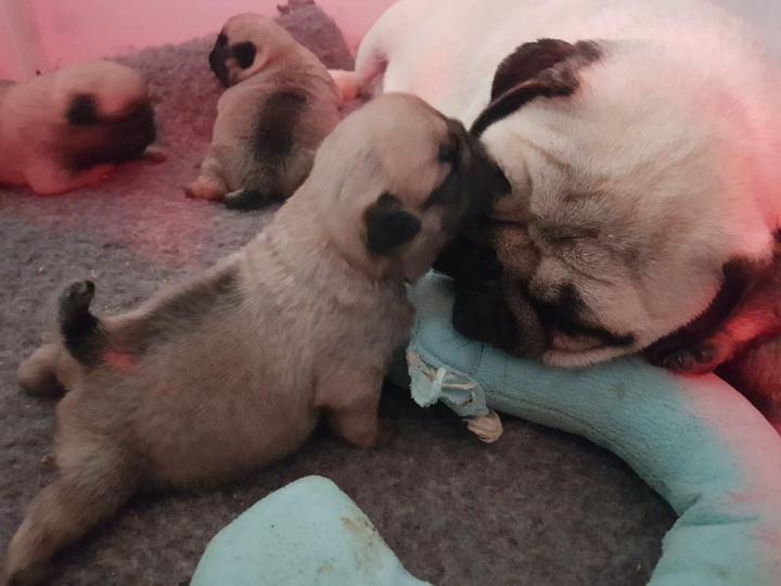 Pug Breeding Occitanie