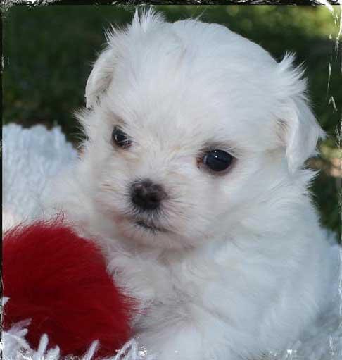 Maltese Bichon Breeding Var