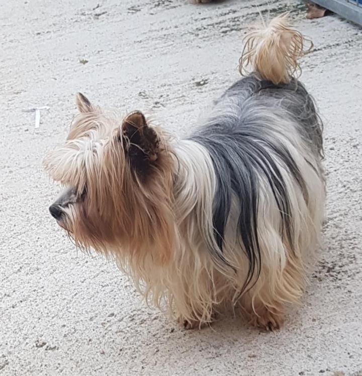 Élevage Yorkshire Biewer Occitanie