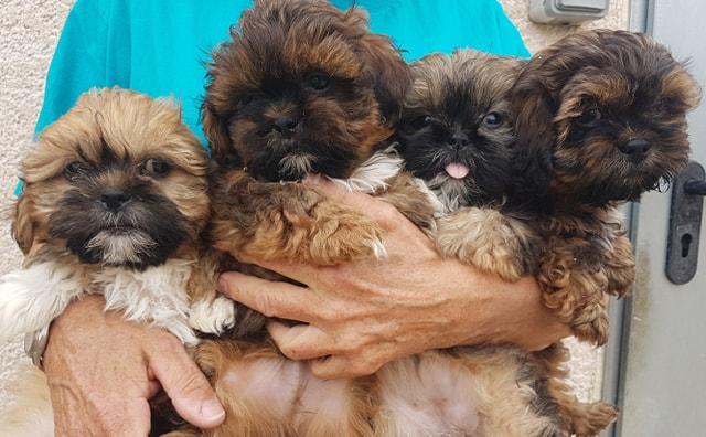 Shih Tzu Breeding Var