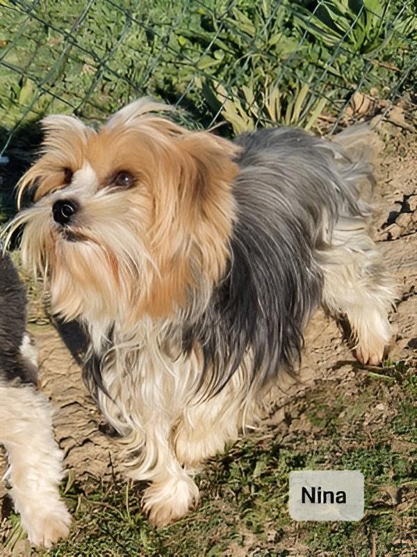 Élevage Yorkshire Biewer Occitanie