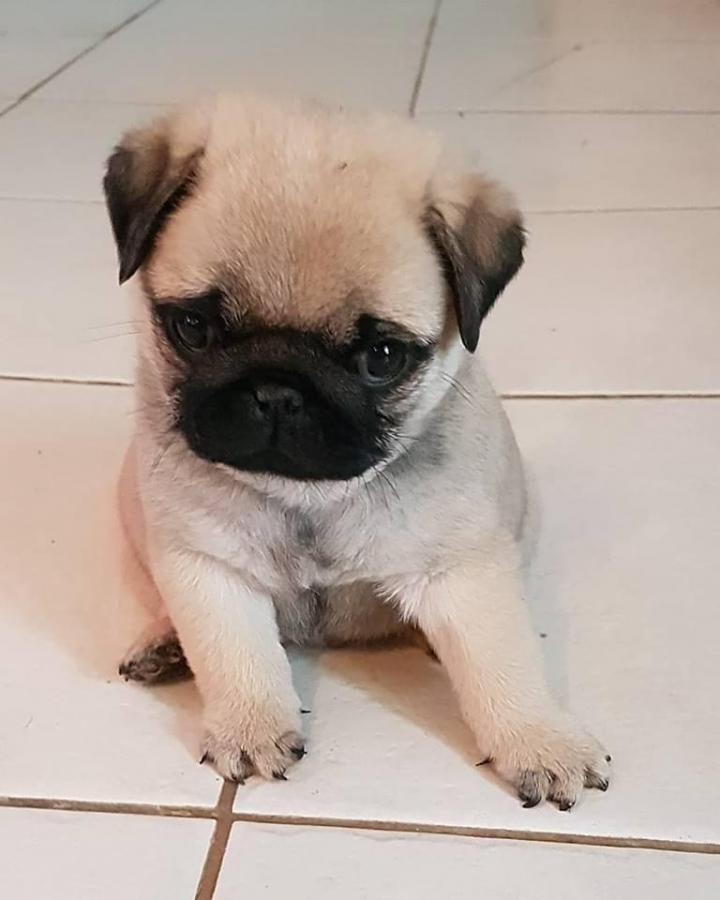 Élevage Carlins PACA