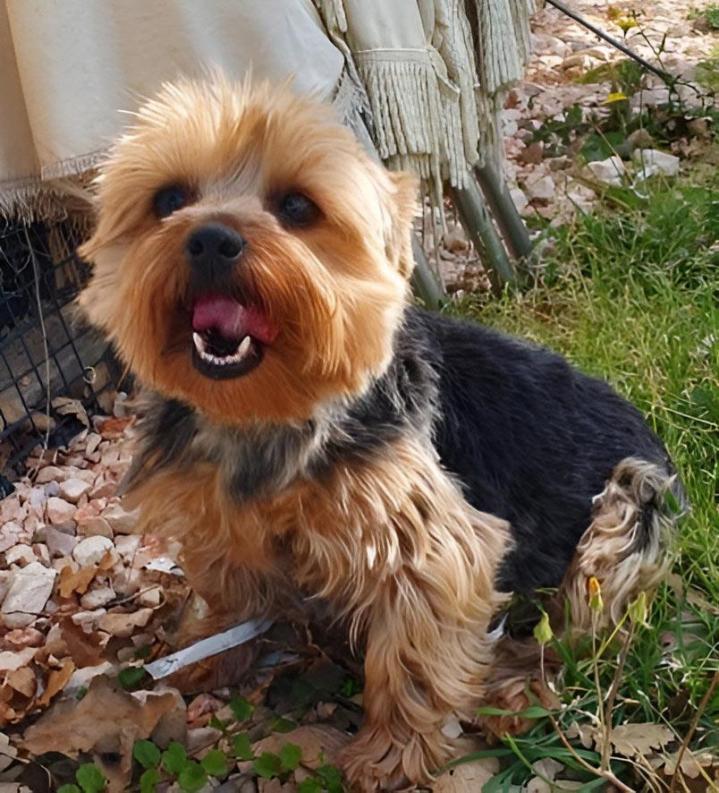 Élevage Yorkshire Occitanie