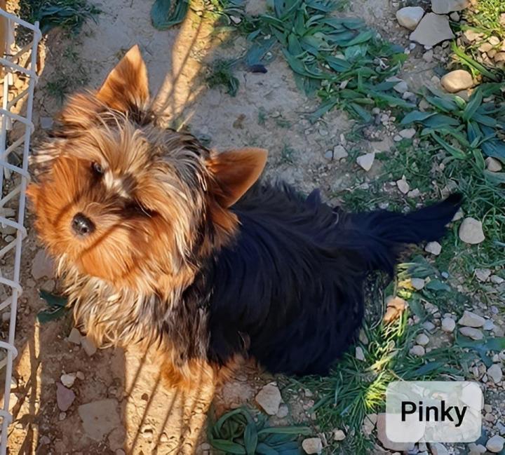 Élevage Yorkshire PACA