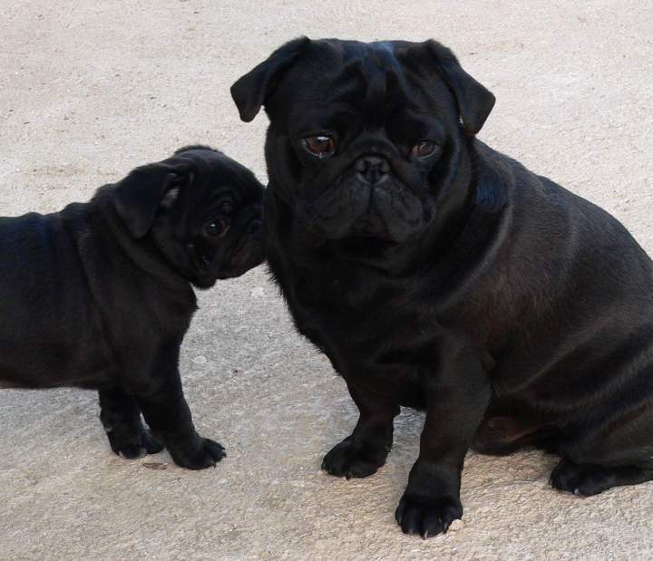 jaguar et son fils Leon