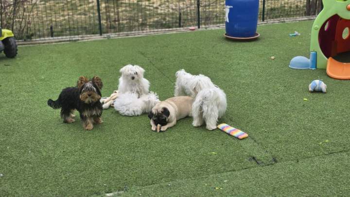 Élevage Yorkshire Biewer PACA