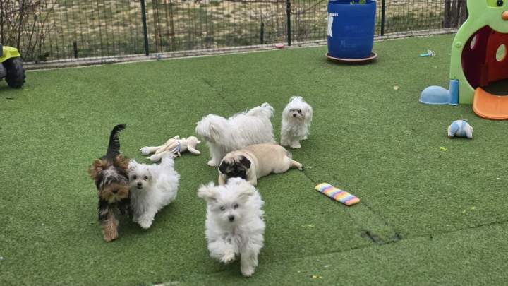 Élevage Yorkshire Biewer PACA