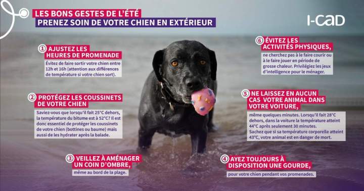 prevention chien en ete